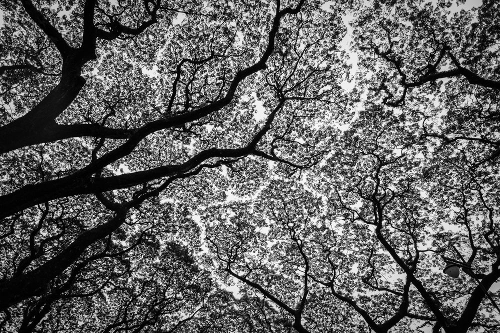 Photograph by Kane Pedroso