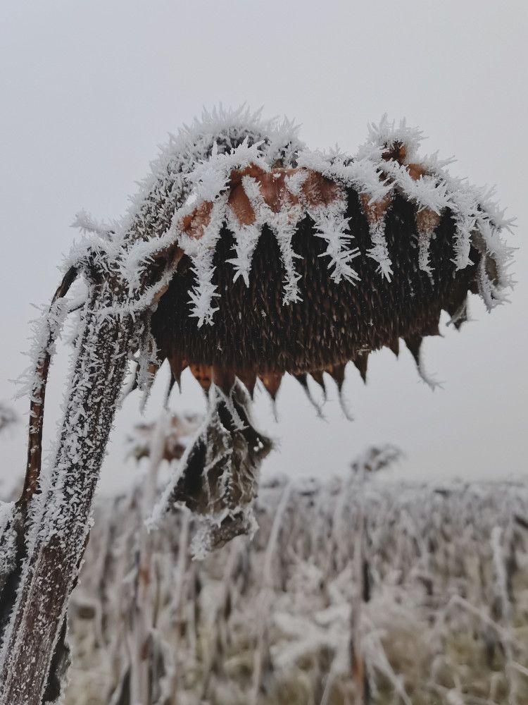 Photograph by Наталья Маврина