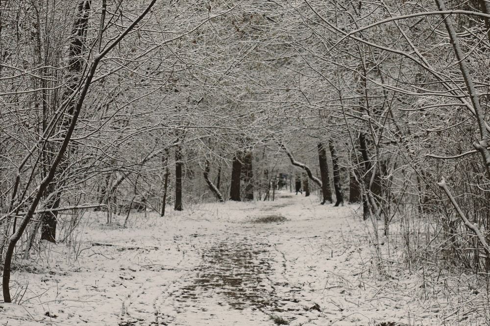 Фотография автора Елизавета Иваськевич