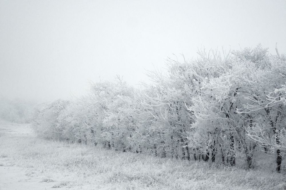 Туманы Хакасии. Роща.