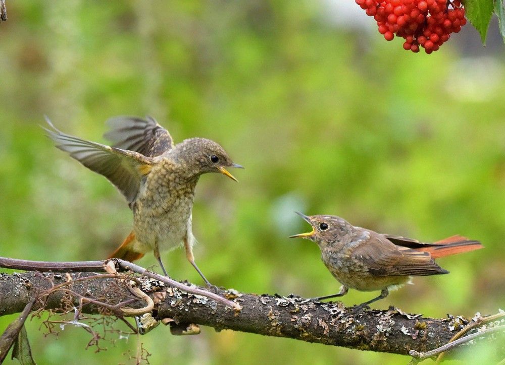 Конфликт на ветке