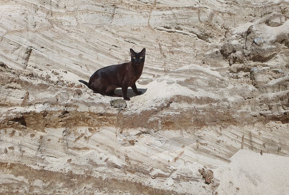 Фотография автора Надежда Лисицына