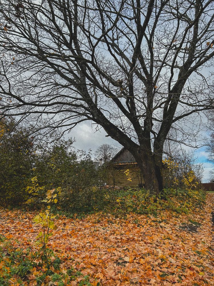 Photograph by Никитина Елена