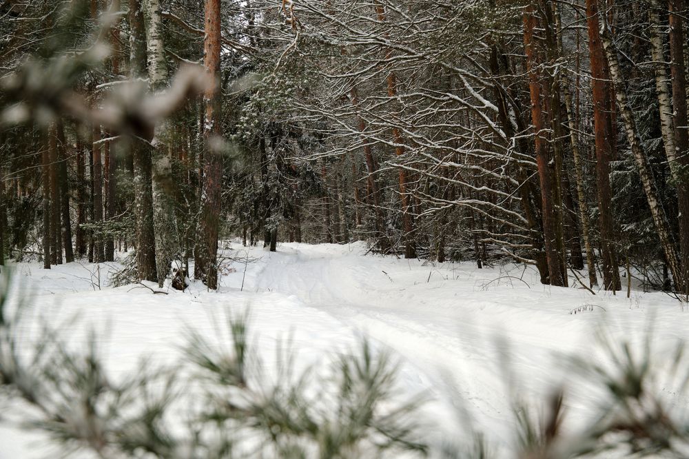 В лесах Мещеры