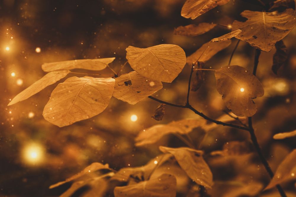 Photograph by Оксана Пономаренко