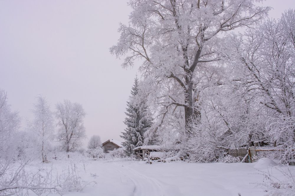 Photograph by Николай Лысцев