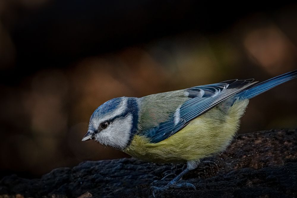 Photograph by Andrea Barlotti