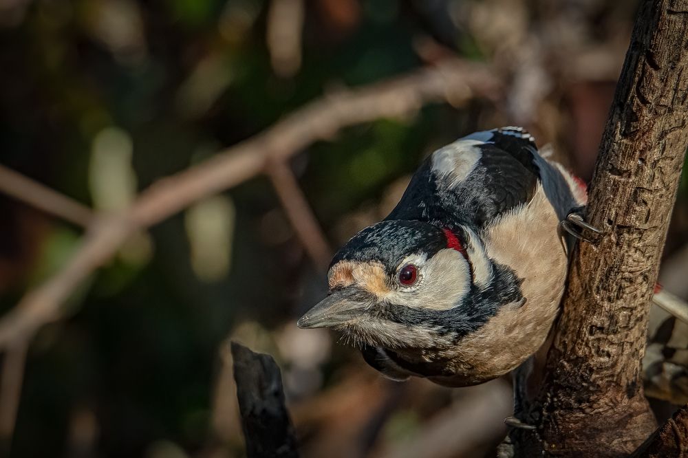 Photograph by Andrea Barlotti