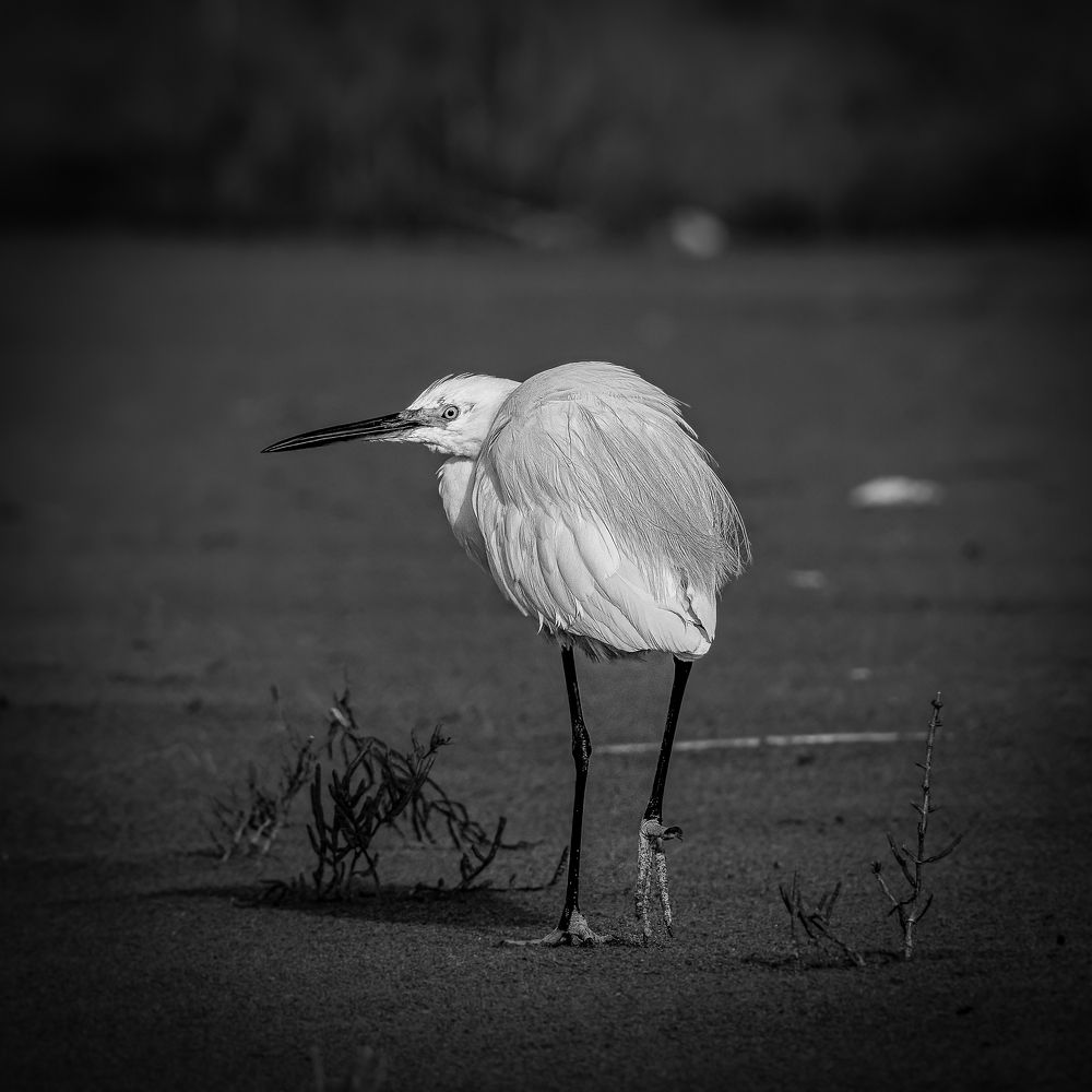 Photograph by Andrea Barlotti