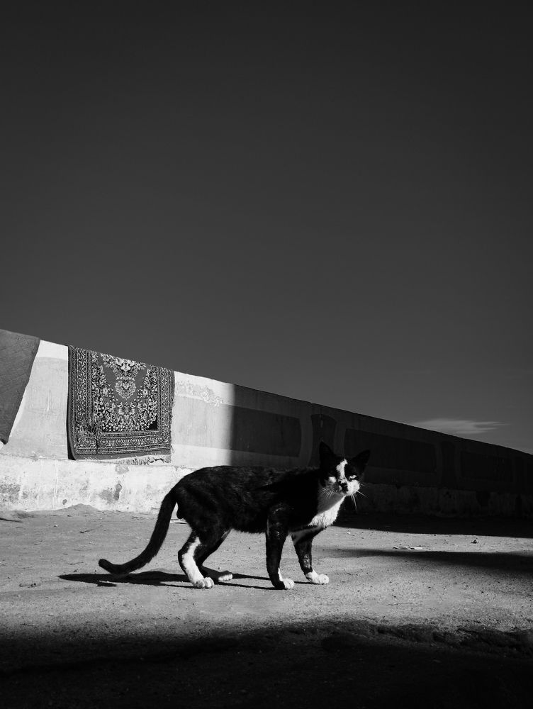 Photograph by Basant Sami