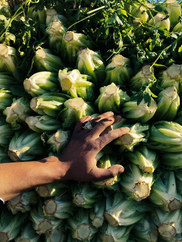 Photograph by Basant Sami