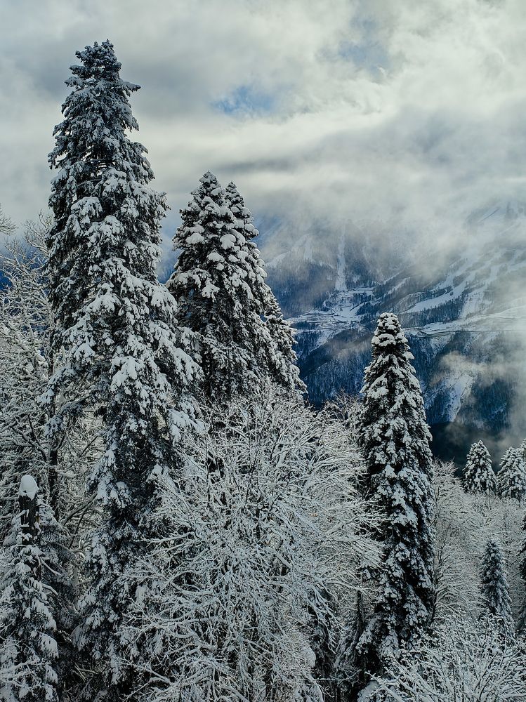 Photograph by Zina Lifanova