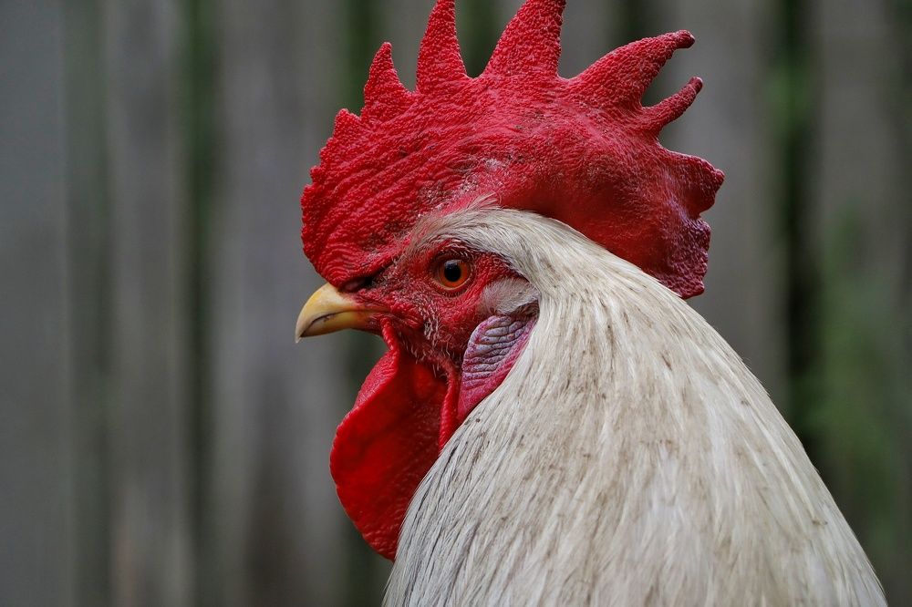 Зорький глаз