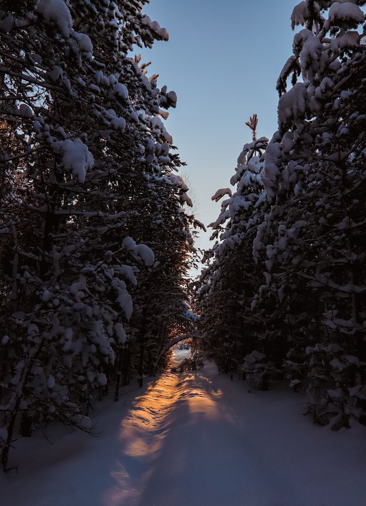 Фотография автора Олеся Шипихина