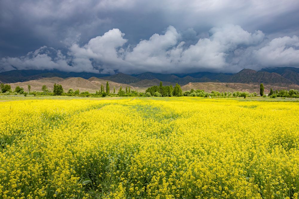 Photograph by Василий Бережной