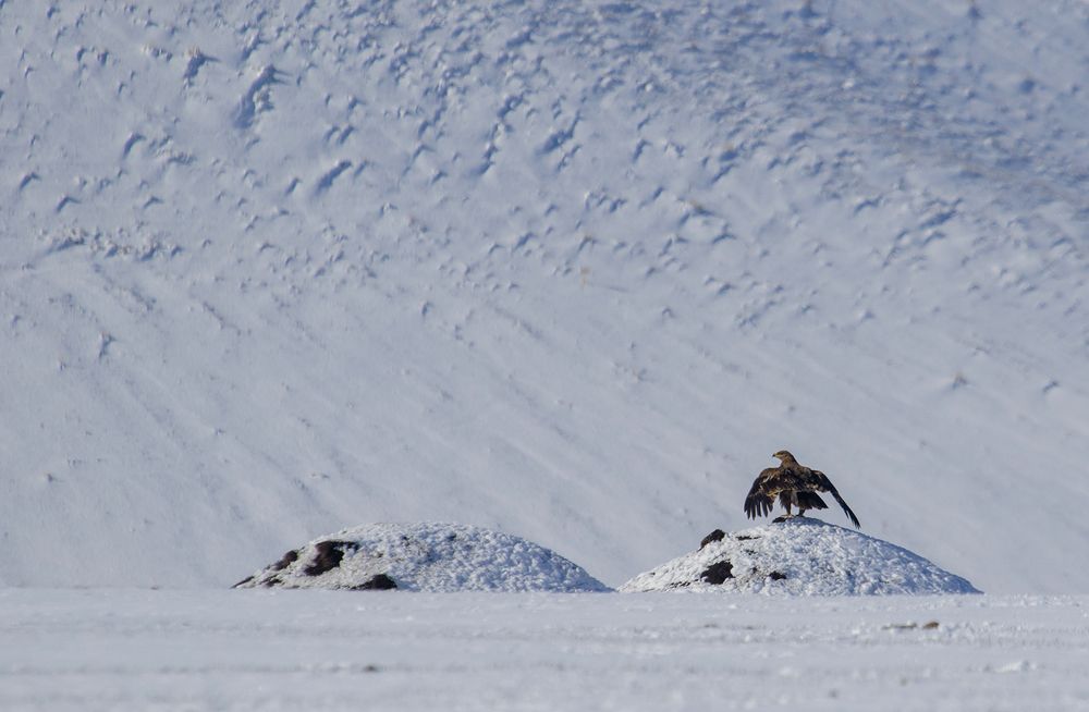 Steppe Eagle in snow