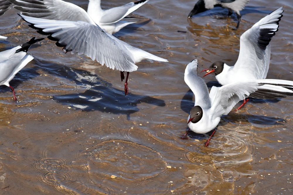 Птичий Базар / Bird Bazaar
