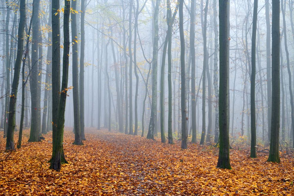 Photograph by Aliaksandr Savin