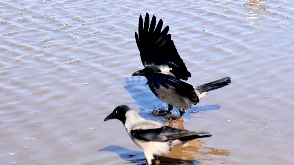Хозяйки пляжа это вороны... / The beach owners are crows...