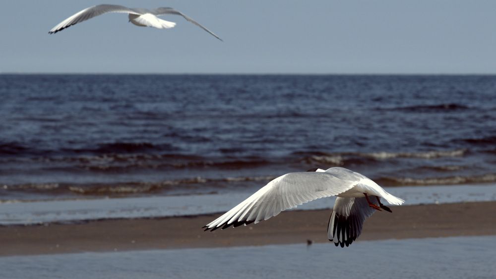 Мир Чаек / Seagull World