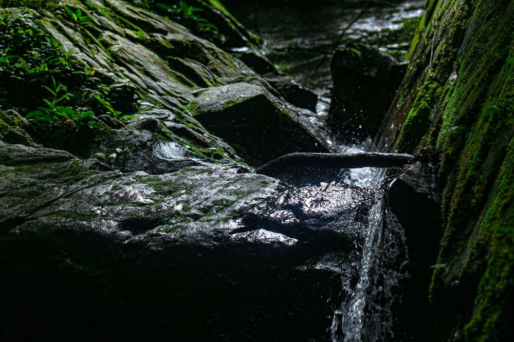 Nature of Moss & Flowing Water