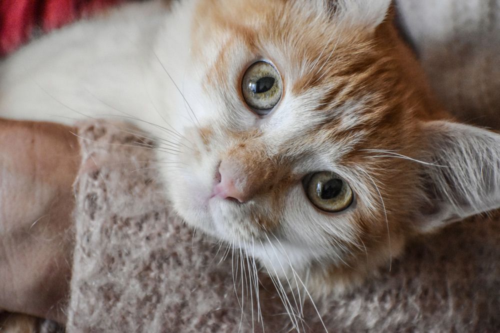 Beautiful Cat's Eyes