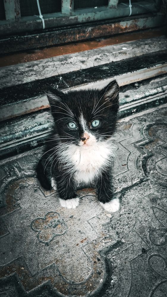 Photo #10132258