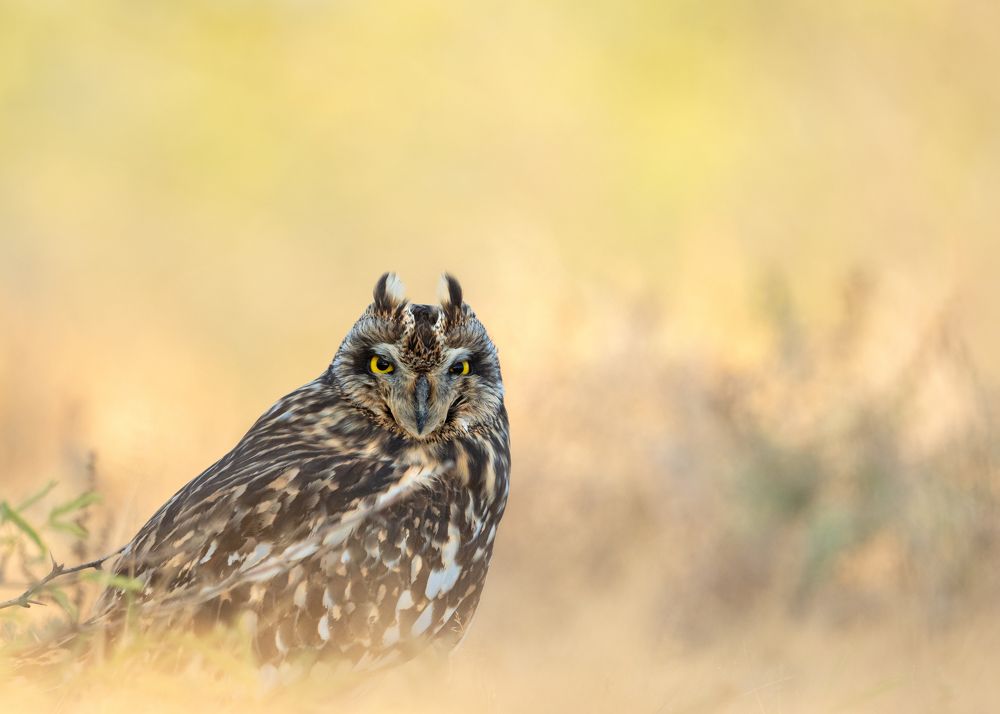 Short-eared Owl