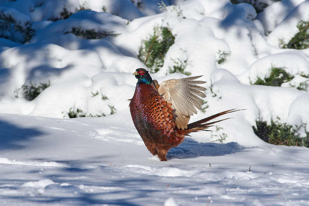 Photograph by Сторчилов Павел