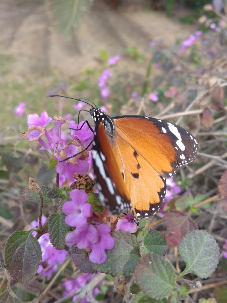 BUTTERFLY.