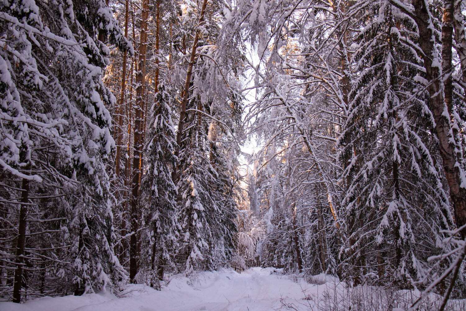 Photo #10133058