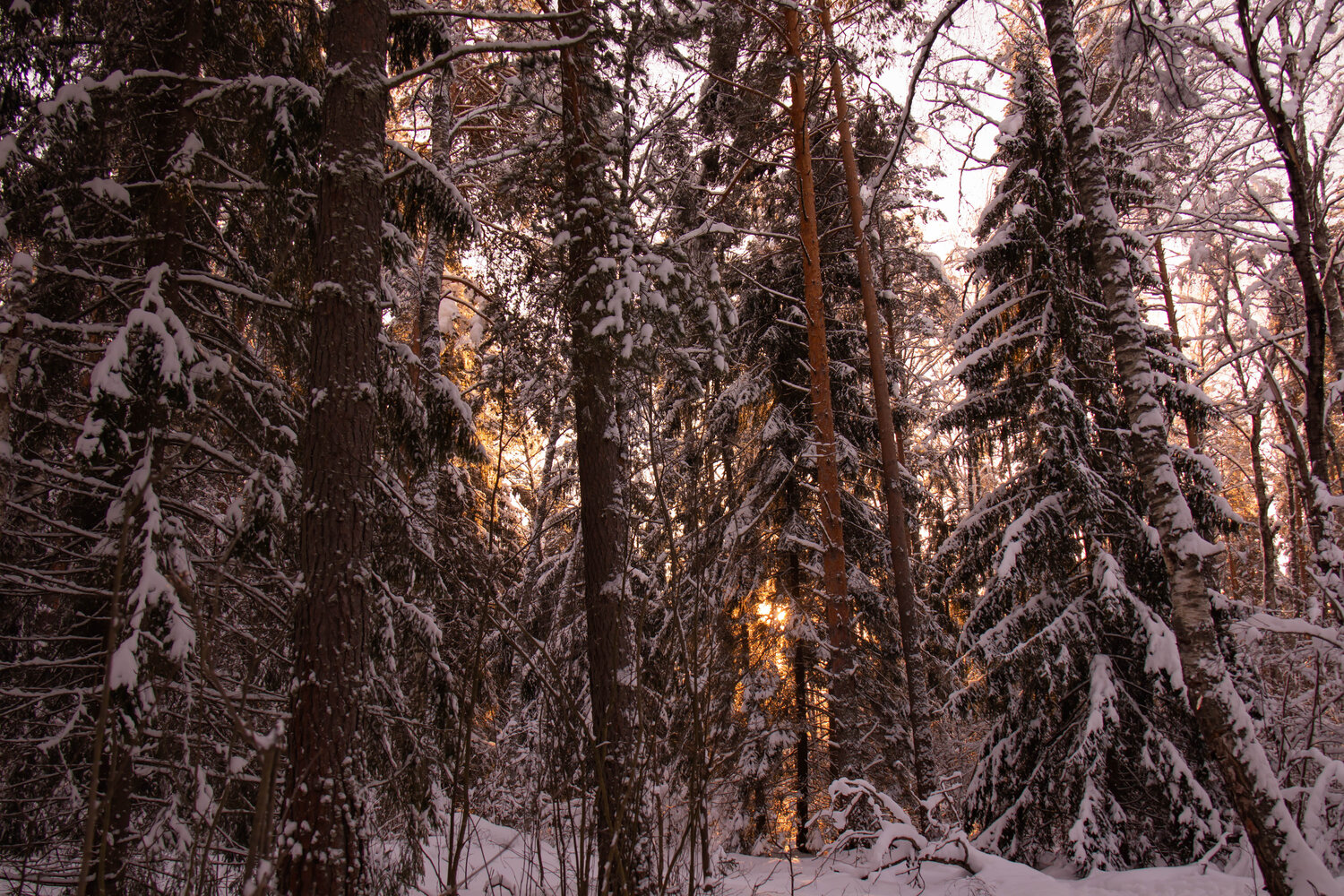 Photo #10133060