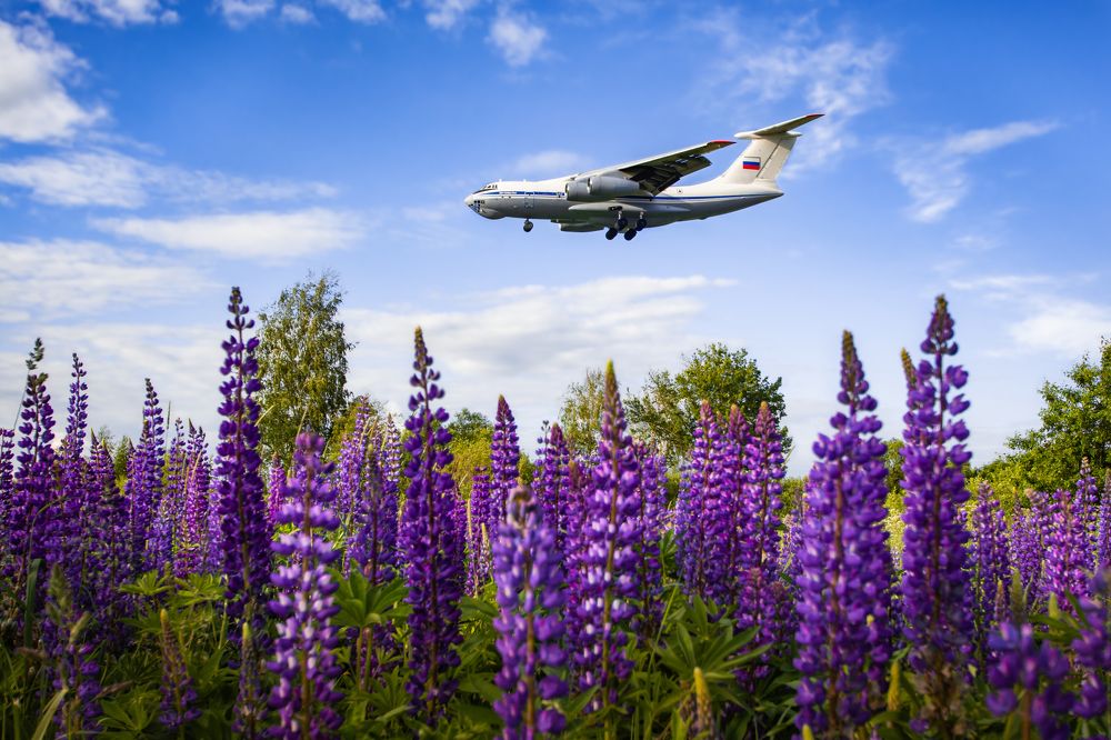 Фиолетовые джунгли