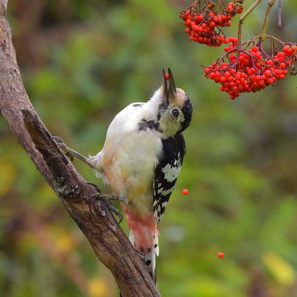 Витамины всем нужны