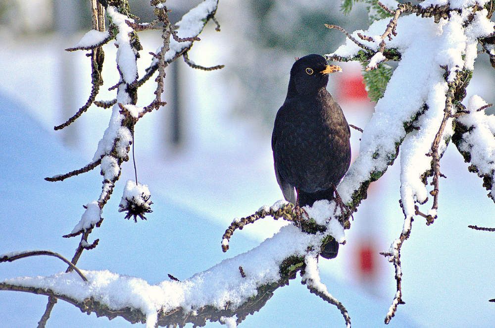 Photograph by Marina Weiland