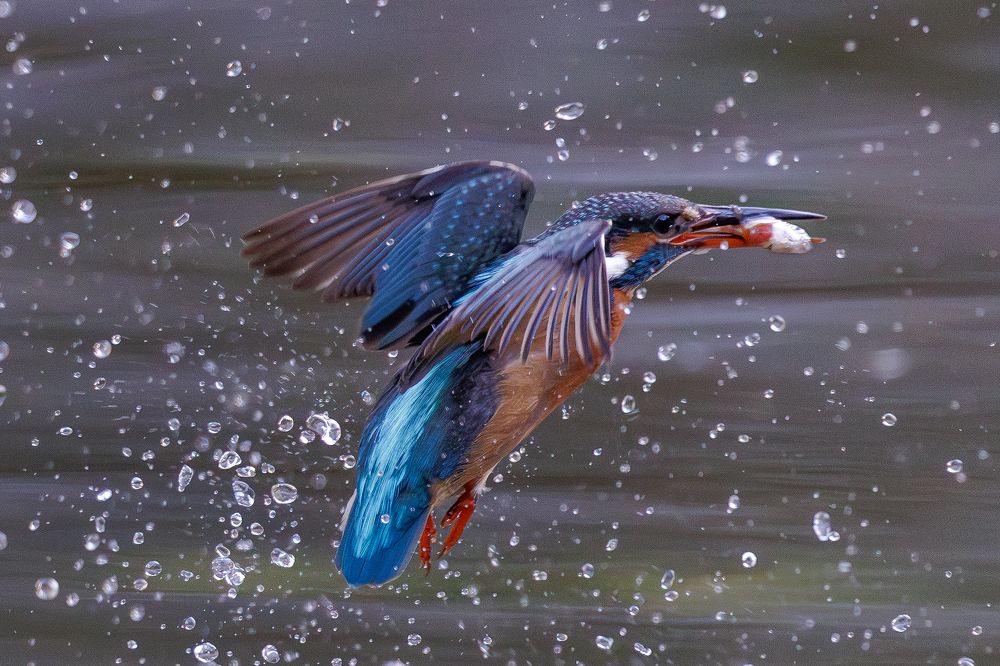 KingFisher