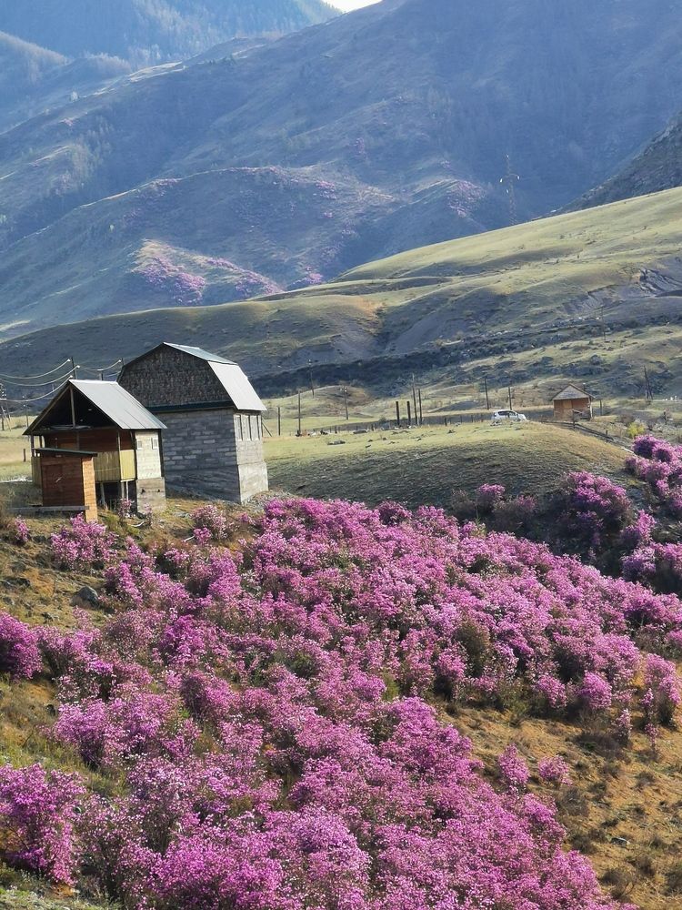 Багульник  зацвёл в горах Алтая