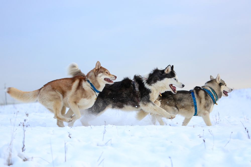 Photograph by IrenRRR