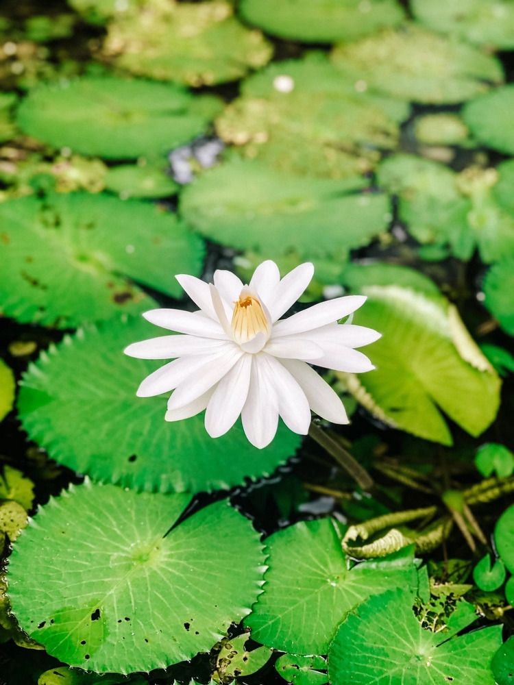 Фотография автора Асият Магомедова