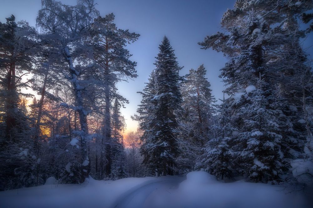 Есть на свете дивный лес...