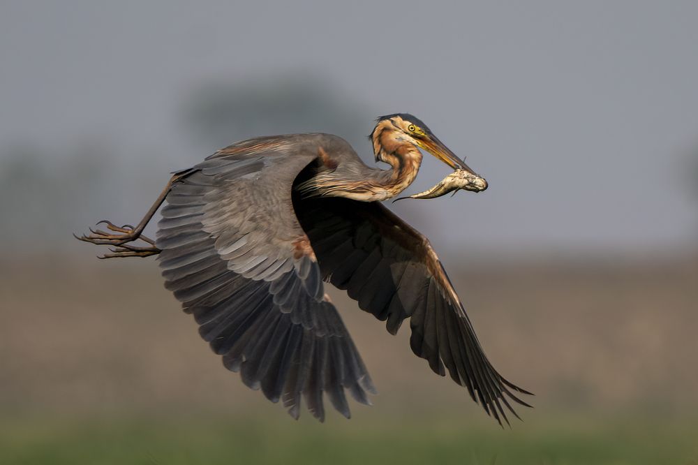 Photograph by Gurvinder Chhabra