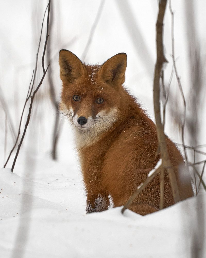 Photograph by Руфат Лажанский