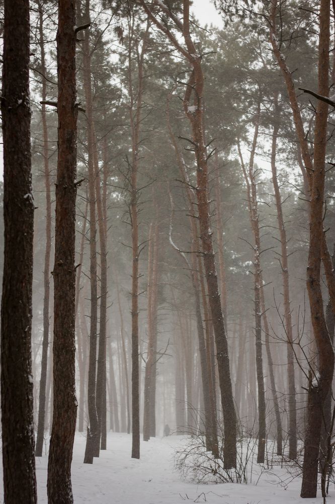 Фотография автора Софья Алексеева