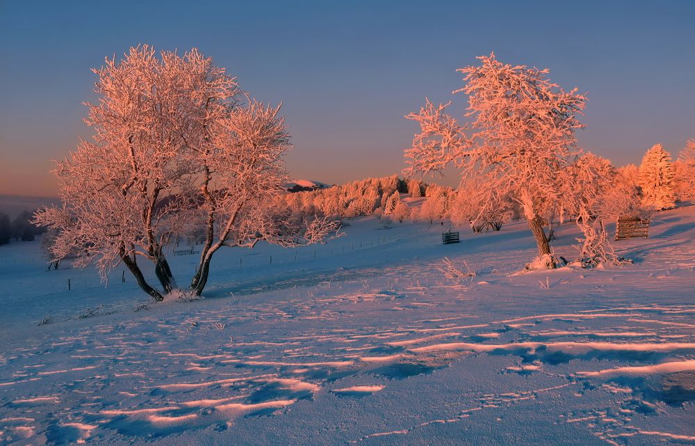 Photograph by Elena Wymann