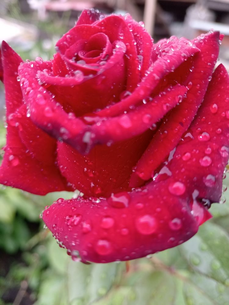 Photograph by Наталья