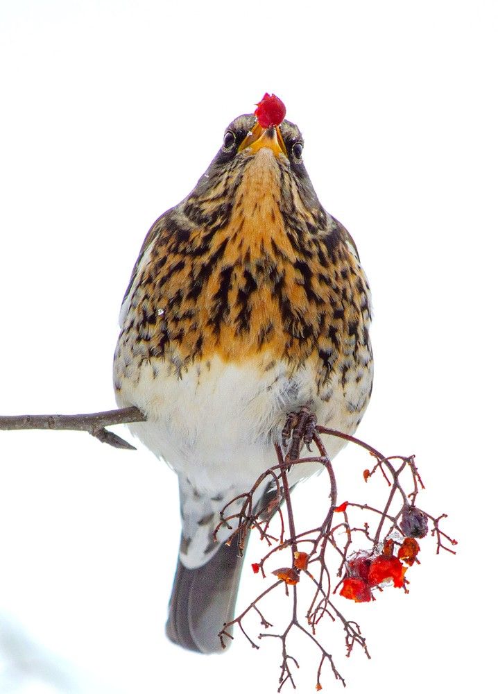 Дрозд рябинник