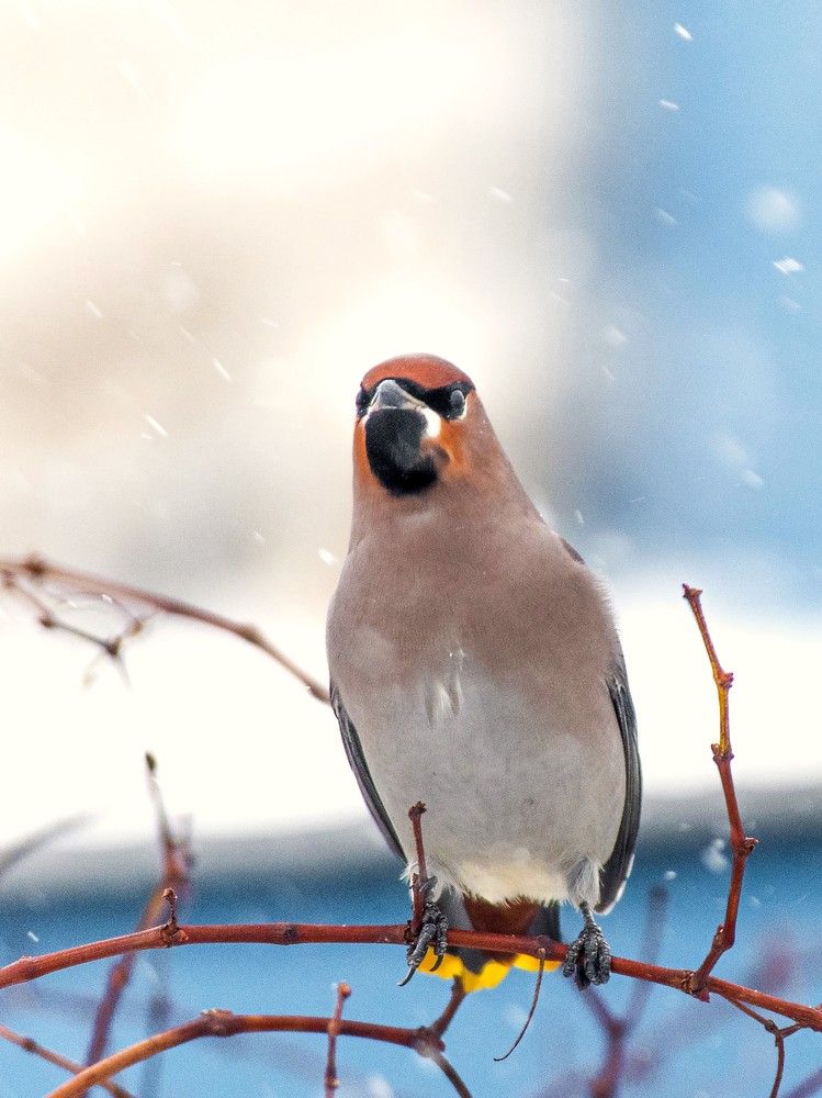 Свиристели