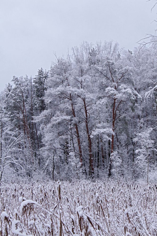 Первый снег