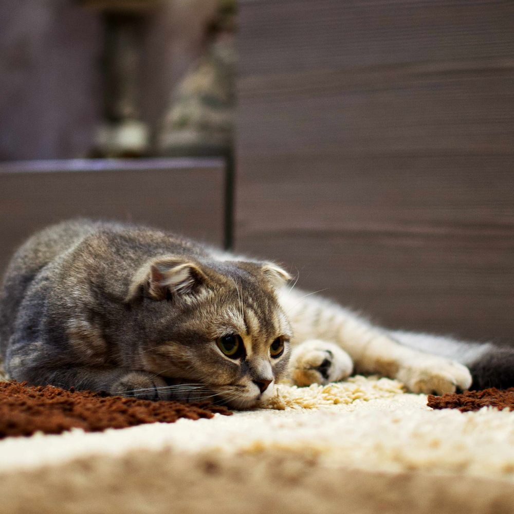 Фотография автора Андрей Неденко