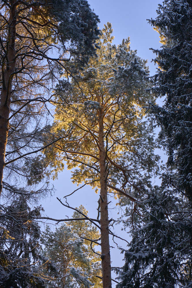 Photograph by Дмитрий Носов